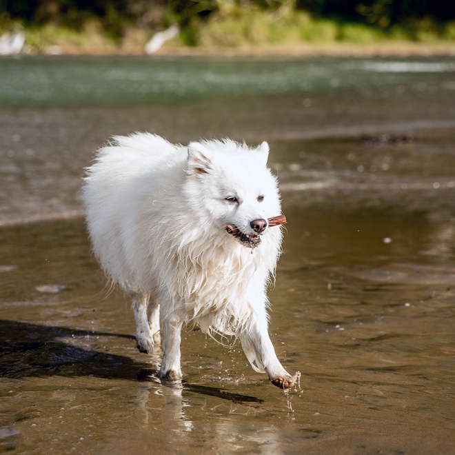a Japanese Spitz walking