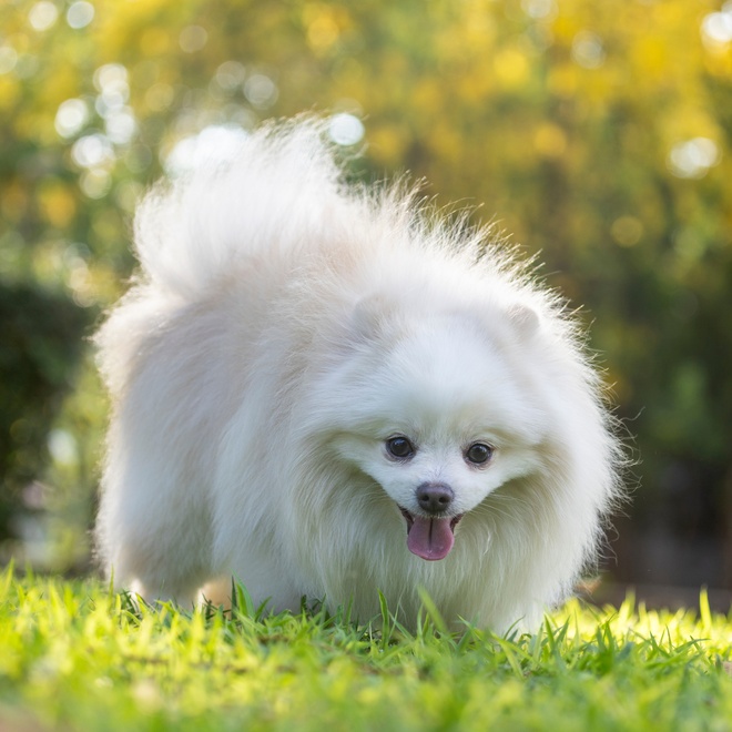 a Japanese Spitz sitting on grass