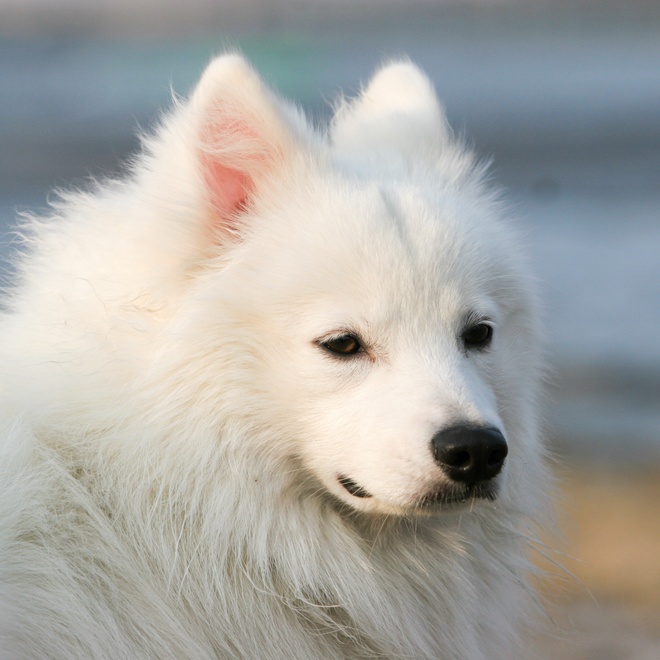 portrait of a Japanese Spitz with a serious look