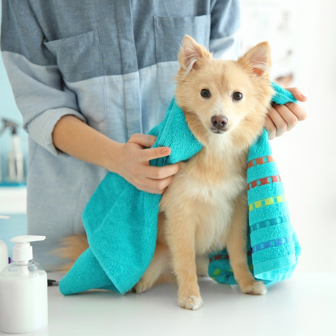 a Japanese Spitz being dried off with a towel