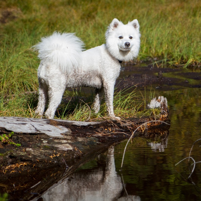 a white Japanese Spitz by a river