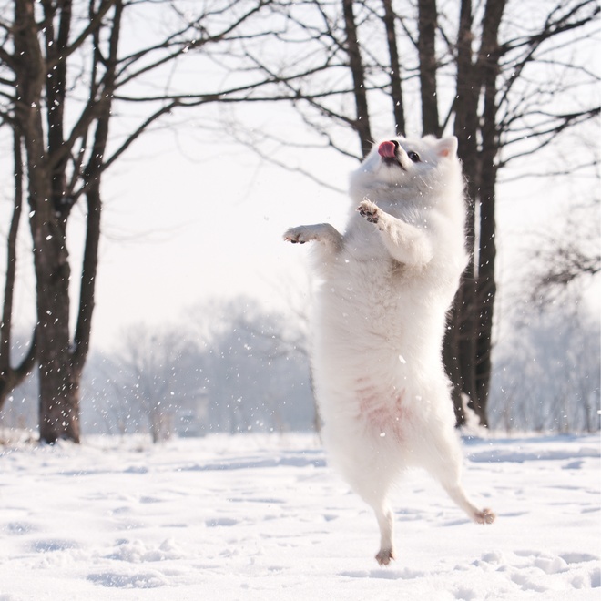 a Japanese Spitz standing on its hind legs in the snow