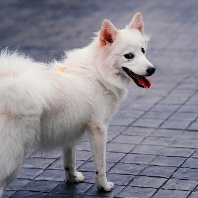 a Japanese Spitz standing on a street