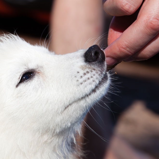 a Japanese Spitz sniffing someone's finger
