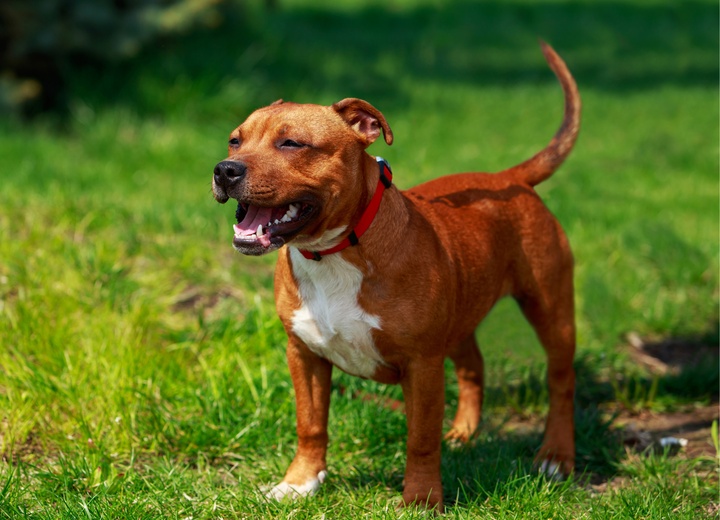 Ein Staffordshire Bullterrier im Gras