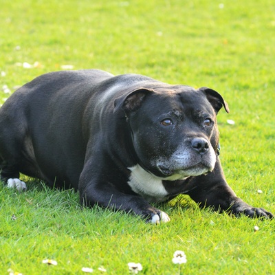 a Staffordshire Bull Terrier on guard