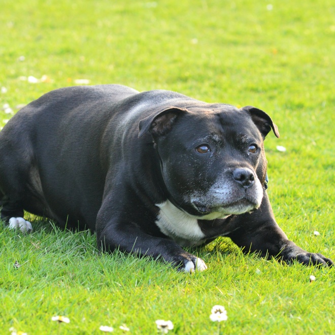 a Staffordshire Bull Terrier on guard