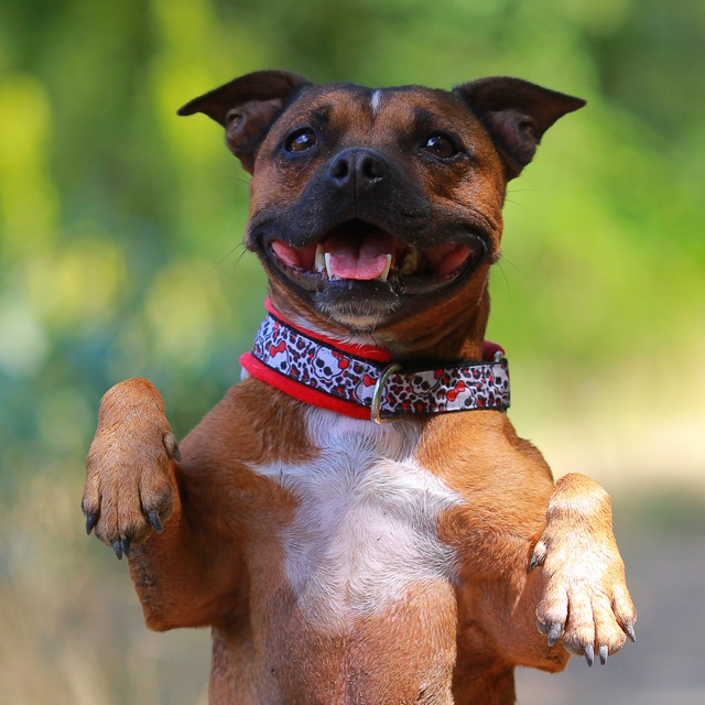 Ein Staffordshire Bullterrier, der auf seinen beiden Hinterbeinen steht und fröhlich aussieht