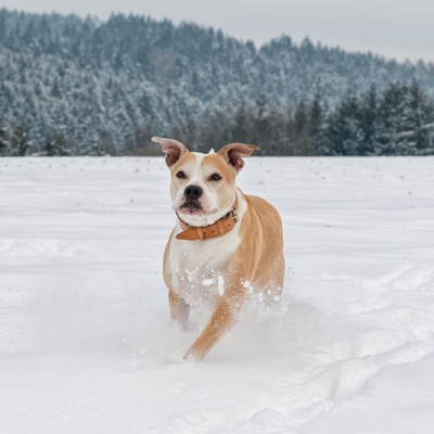a Staffordshire Bull Terrier running in the snow