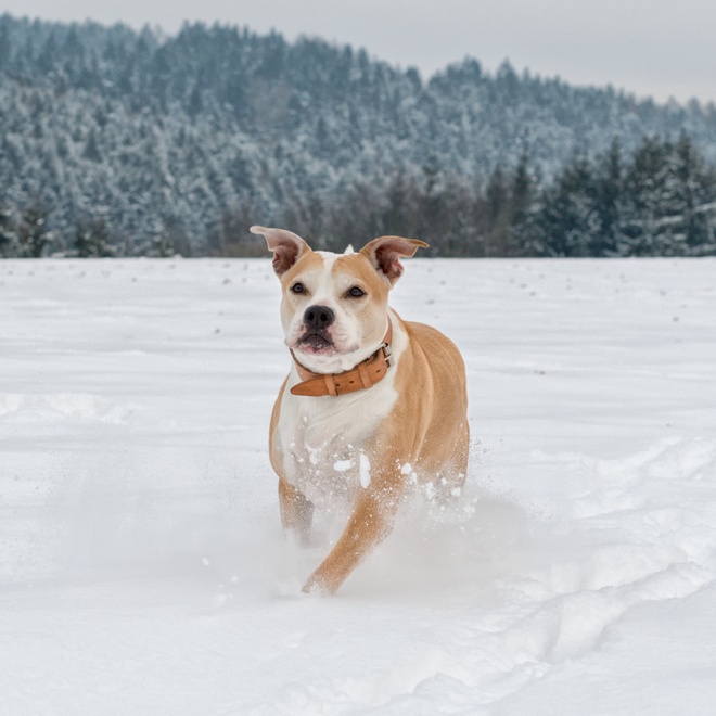 a Staffordshire Bull Terrier running in the snow