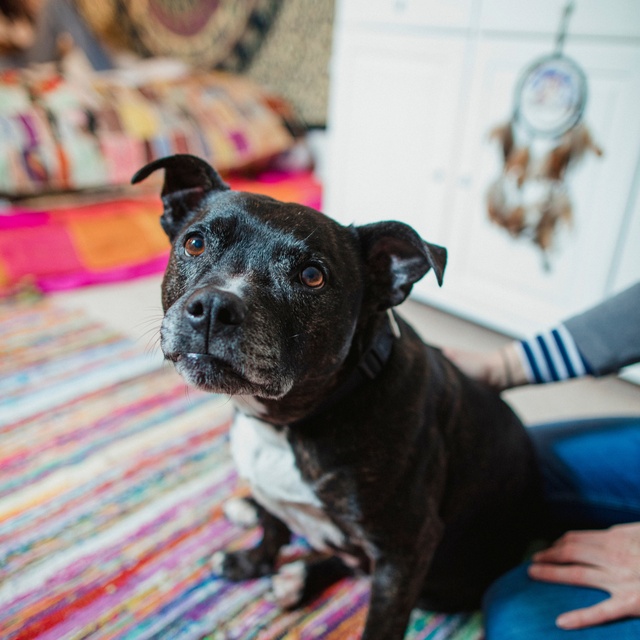 Ein Staffordshire Bullterrier sitzt neben seinem Besitzer