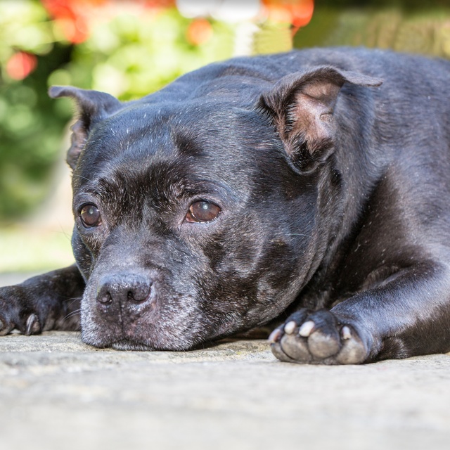 Der Kopf eines Staffordshire Bullterriers, der auf dem Boden ruht