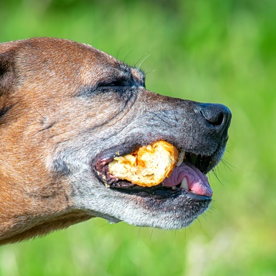 a Staffordshire Bull Terrier in profile, with bread in its mouth