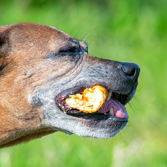 a Staffordshire Bull Terrier in profile, with bread in its mouth