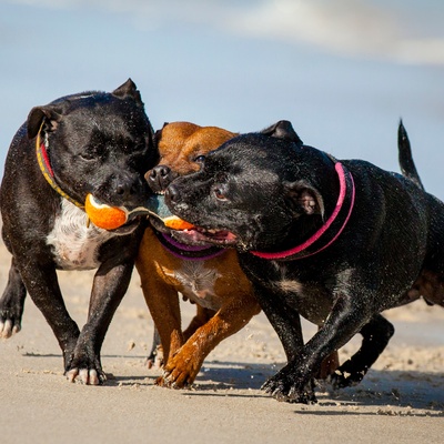 three Staffordshire Bull Terriers playing together around a ball