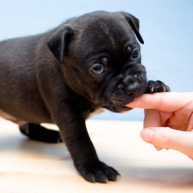 Ein Staffordshire Bullterrier Welpe mit dem Finger eines Menschen im Maul