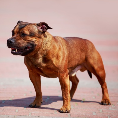 a portrait of a staffordshire bull terrier with a tense body