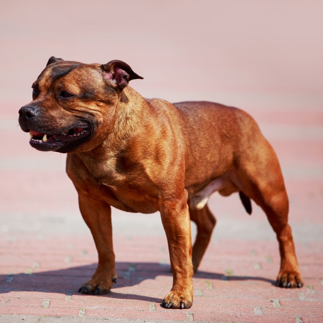 Ein Staffordshire Bullterrier mit straffem Körper