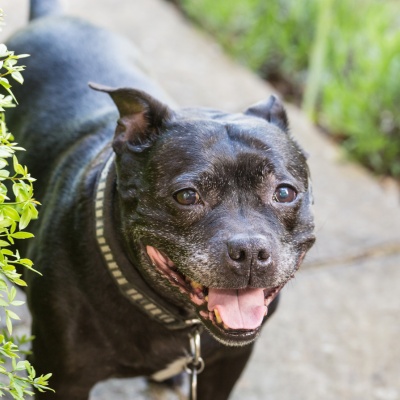 a Staffordshire Bull Terrier with its mouth open