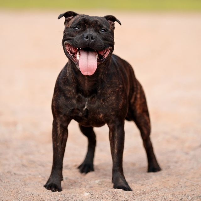 Ein Staffordshire Bullterrier, der seine Zunge herausstreckt