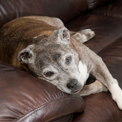 a Staffordshire Bull Terrier lying on a leather sofa