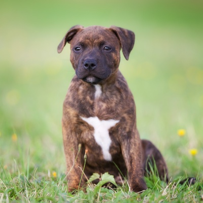 a Staffordshire Bull Terrier sitting on the grass