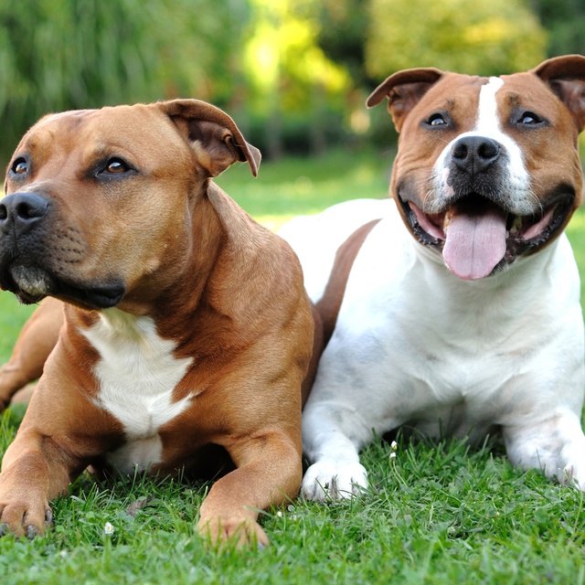 Zwei Staffordshire Bullterrier liegen auf dem Rasen
