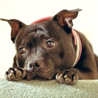 a Staffordshire Bull Terrier with soft eyes and his head resting on a cushion
