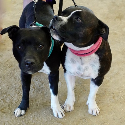 two Staffordshire Bull Terriers, with dark coats, held on a leash
