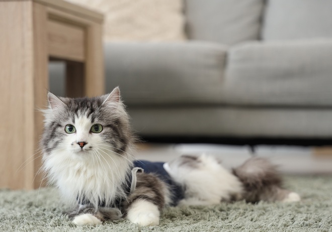 Un chat avec un pansement