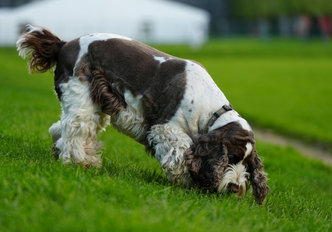 Un chien qui renifle une piste