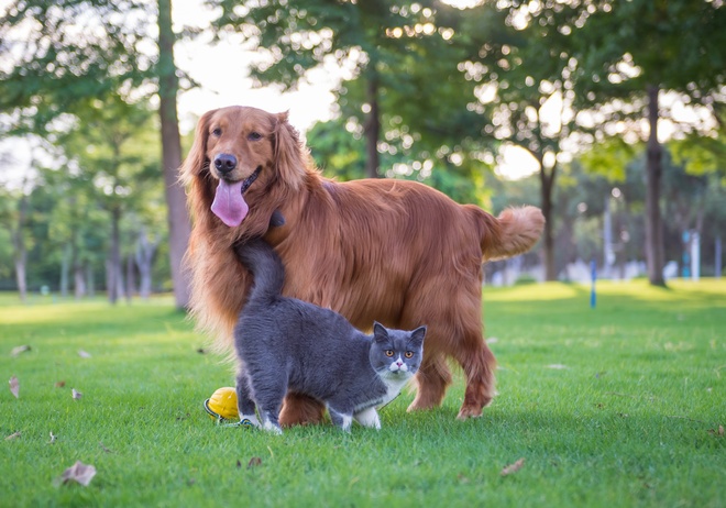 Un chien et un chat