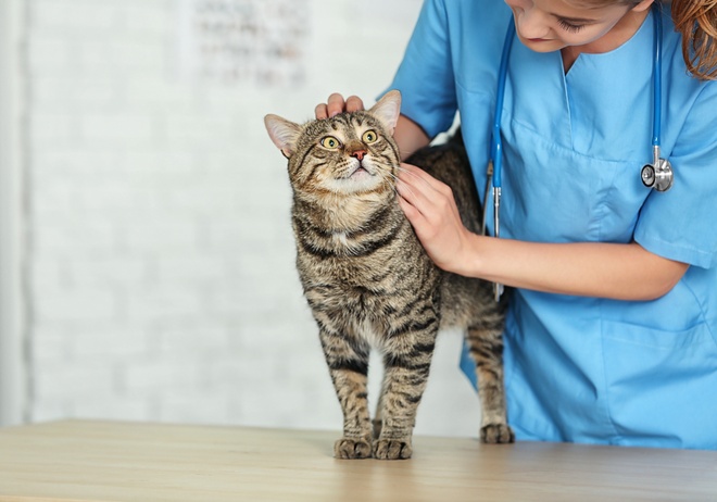 Un chat avec son vétérinaire