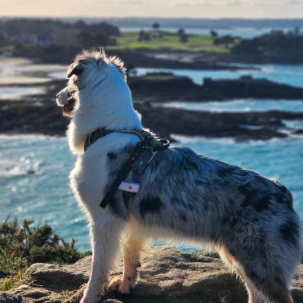 @tartinethedog