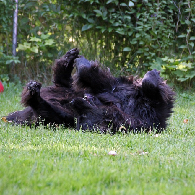 un terre neuve qui se roule dans l'herbe