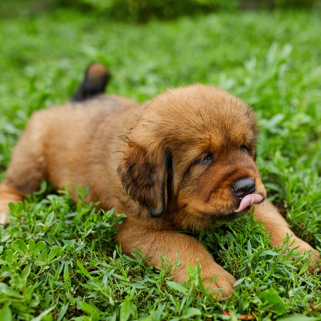 un chiot terre neuve dans l'herbe