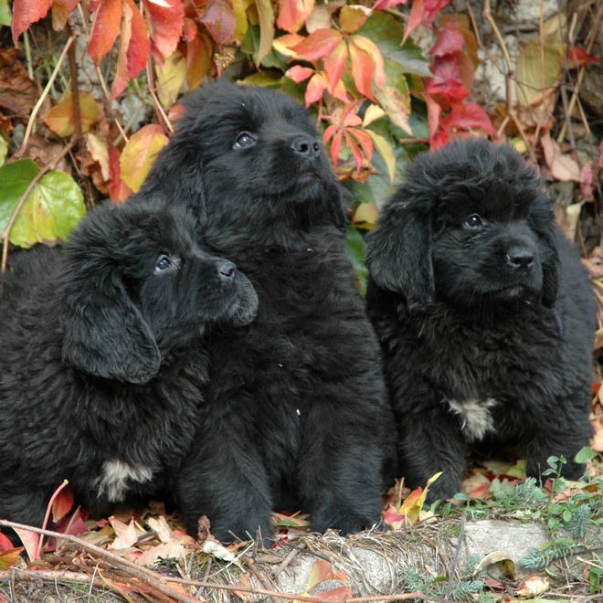 trois petits terre neuve côte à côte