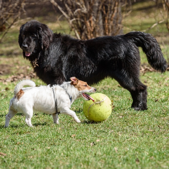 un terre neuve qui joue à la balle avec un autre chien
