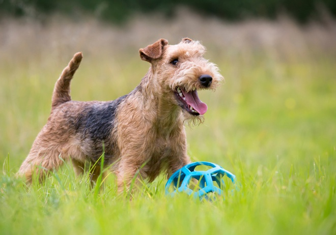 A terrier with a toy ball.