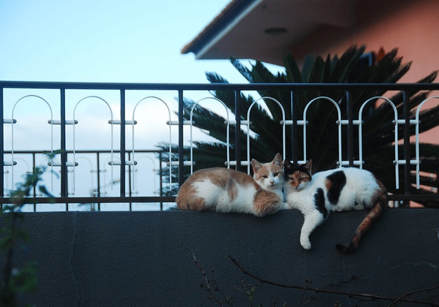 Un chaton joue dans un jardin