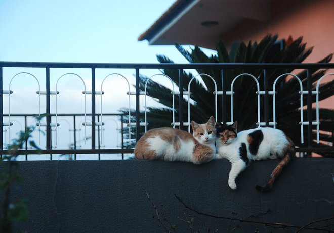 Un Chat Perdu Peut Il Retrouver Sa Maison