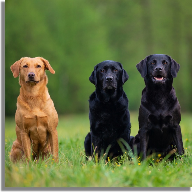 Three Labrador Retrievers sitting in a row