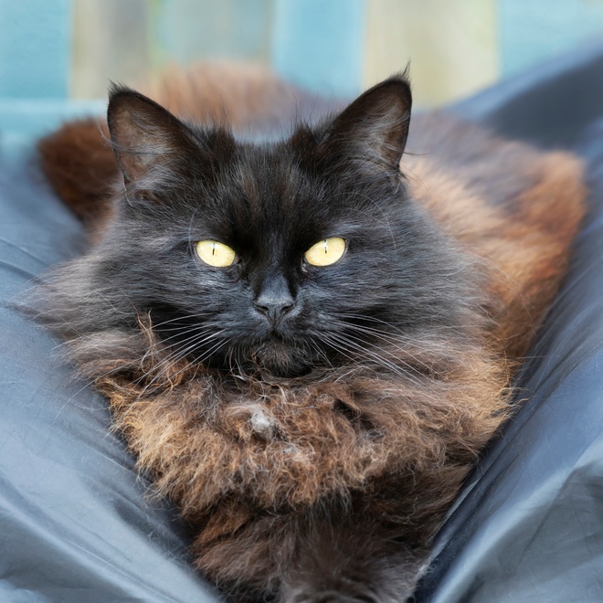 Eine Tiffany Katze, die auf den Laken eines Bettes liegt