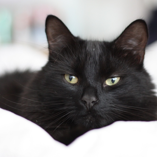 Eine Tiffany Katze auf weißer Bettdecke