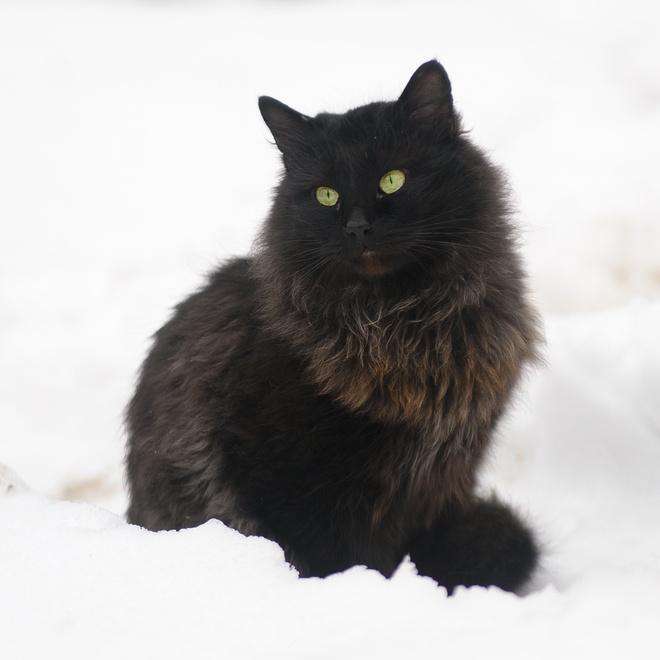 Eine Tiffany Katze im Schnee