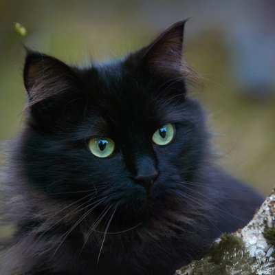 portrait of a tiffany lying on a tree