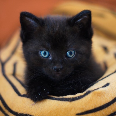 a kitty tiffany in his basket