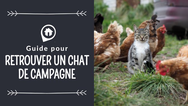 Comment Retrouver Un Chat Perdu En Campagne