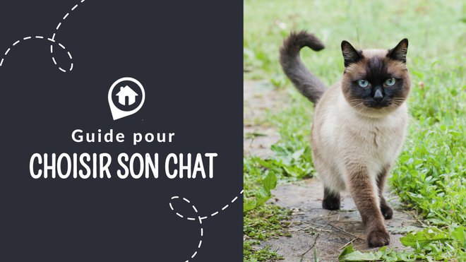 Comment Choisir La Race De Son Chat