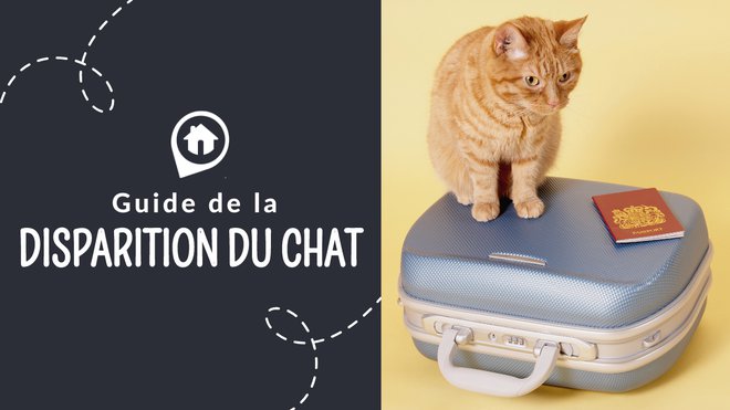 Disparition Chat Quand S Inquieter